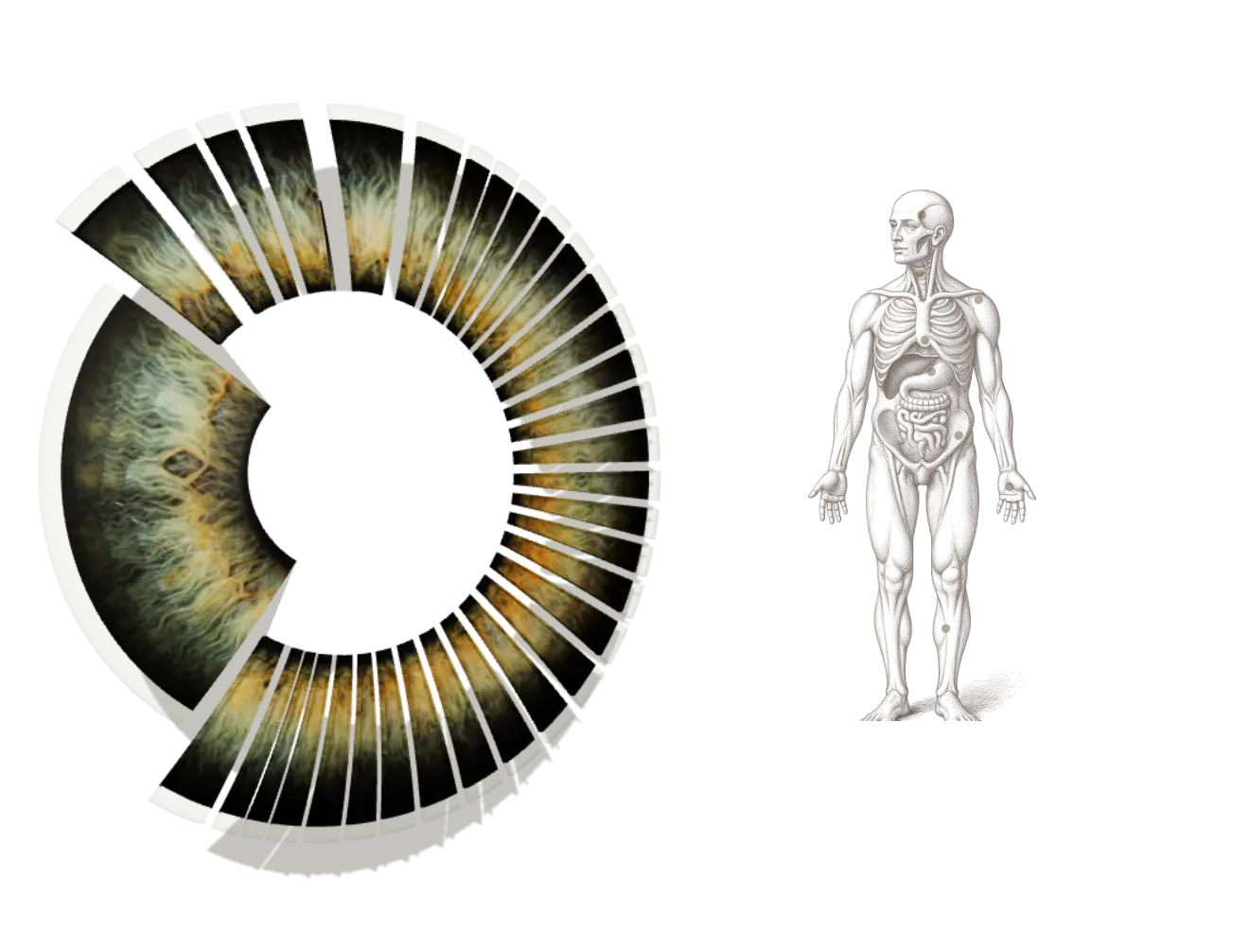An iris cut into 33 chart sections beside an engraved figure
